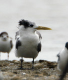 205 - Great Crested Tern
