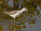 088 - Marsh Sandpiper