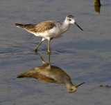 Marsh Sandpiper