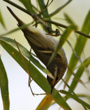 206 - Artic Warbler