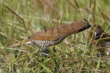 Scaly-brested Munia