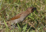 Scaly-brested Munia