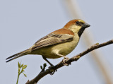 207 - Plain-backed Sparrow (male)