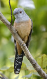 058 - Plaintive Cuckoo (male)
