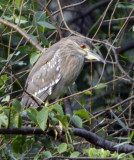 Black-crowned Night Heron (juvenile)