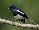 Oriental Magpie Robin (male)