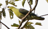 210 - Wedge-tailed Green Pigeon (male)