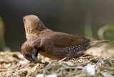 Scaly-breasted Munia