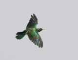 212 - Asian Emerald Cuckoo