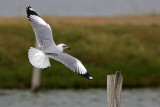 Brown-headed Gull
