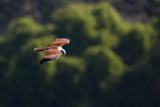 Brahminy Kite