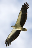 215 ::White-bellied Sea Eagle::