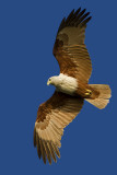 Brahminy Kite