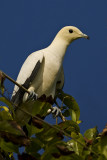 217 ::Pied Imperial  Pigeon::