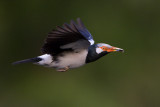 Asian Pied Starling