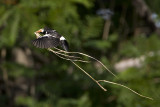 Asian Pied Starling