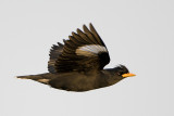 White-vented Myna