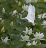 Little Egret