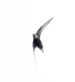 White-throated Needletail