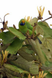 230 - Golden Fronted Leafbird