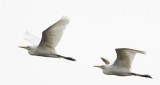 237 - Intermediate Egret