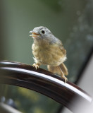 Grey-cheeked Fulvetta (in the car)