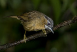 277 - Grey-throated Babbler