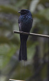 272 ::Lesser Racket-tailed Drongo::