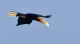 284 ::Rufous-necked Hornbill::