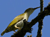 Streaked Spiderhunter