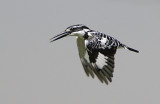 Pied Kingfisher