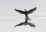 Little Cormorant