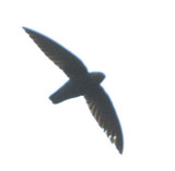 309 - Silver-rumped Needletail (not sharp)