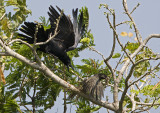 Asian Koel female attacked by a Large-billed Crow