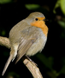 European Robin / Rdhake