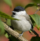 Marsh Tit / Entita