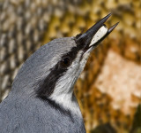 Eurasian Nuthatch / Ntvcka