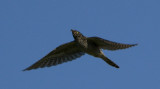 Common Cuckoo (juvenile) / Gk