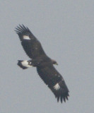 Golden Eagle (juvenile) / Kungsrn