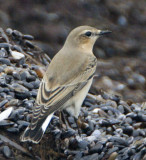 Northern Wheatear / Stenskvtta