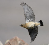 Northern Wheatear / Stenskvtta