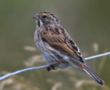 Common Reed Bunting / Svsparv