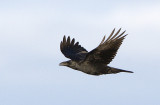 Common Raven / Korp