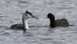 Great Crested Grebe / Skggdopping