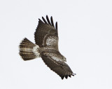 Common Buzzard / Ormvrk