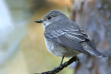 Spotted Flycatcher / Gr Flugsnappare
