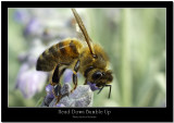 Bee Macro.jpg