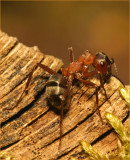 Rode Steekmier (Myrmica rubra).