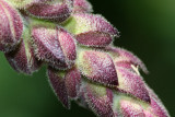 Fuzzy Snapdragons