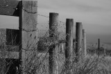 Posts on the Coast